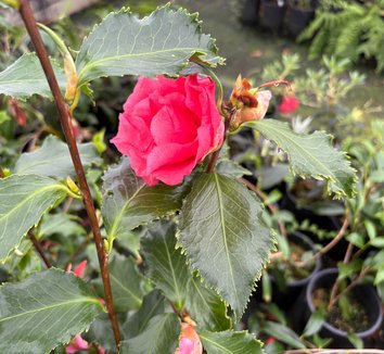 Photo of Camellia 'Holly Bright' flower by plant lust