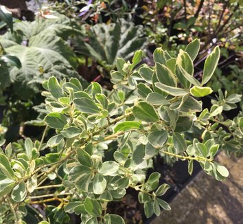 Photo of Ilex crenata 'Shiro-Fukurin' foliage by plant lust