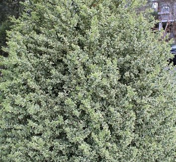 Photo of Buxus microphylla 'Variegata' [dwarf] form by Cistus Nursery