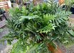 Microsorum