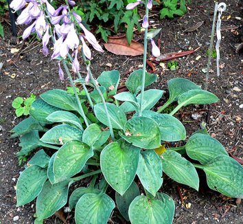 Photo of Hosta 'Abiqua Blue Crinkles' foliage, form by Stan Shebs