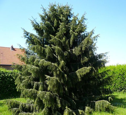 Picea breweriana | Brewer's Weeping Spruce | plant lust