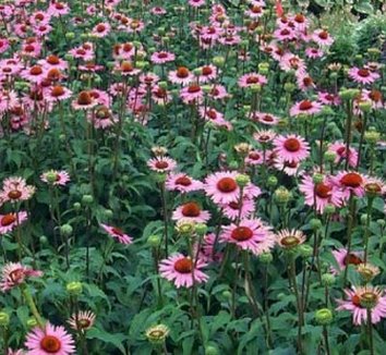 Photo of Echinacea purpurea 'Ruby Giant' flower by Terra Nova Nurseries, Inc.