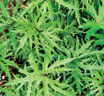 Photo of Ligularia przewalskii 'Dragon Wings' foliage by Terra Nova Nurseries, Inc.