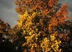 Nothofagus