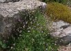 Campanula
