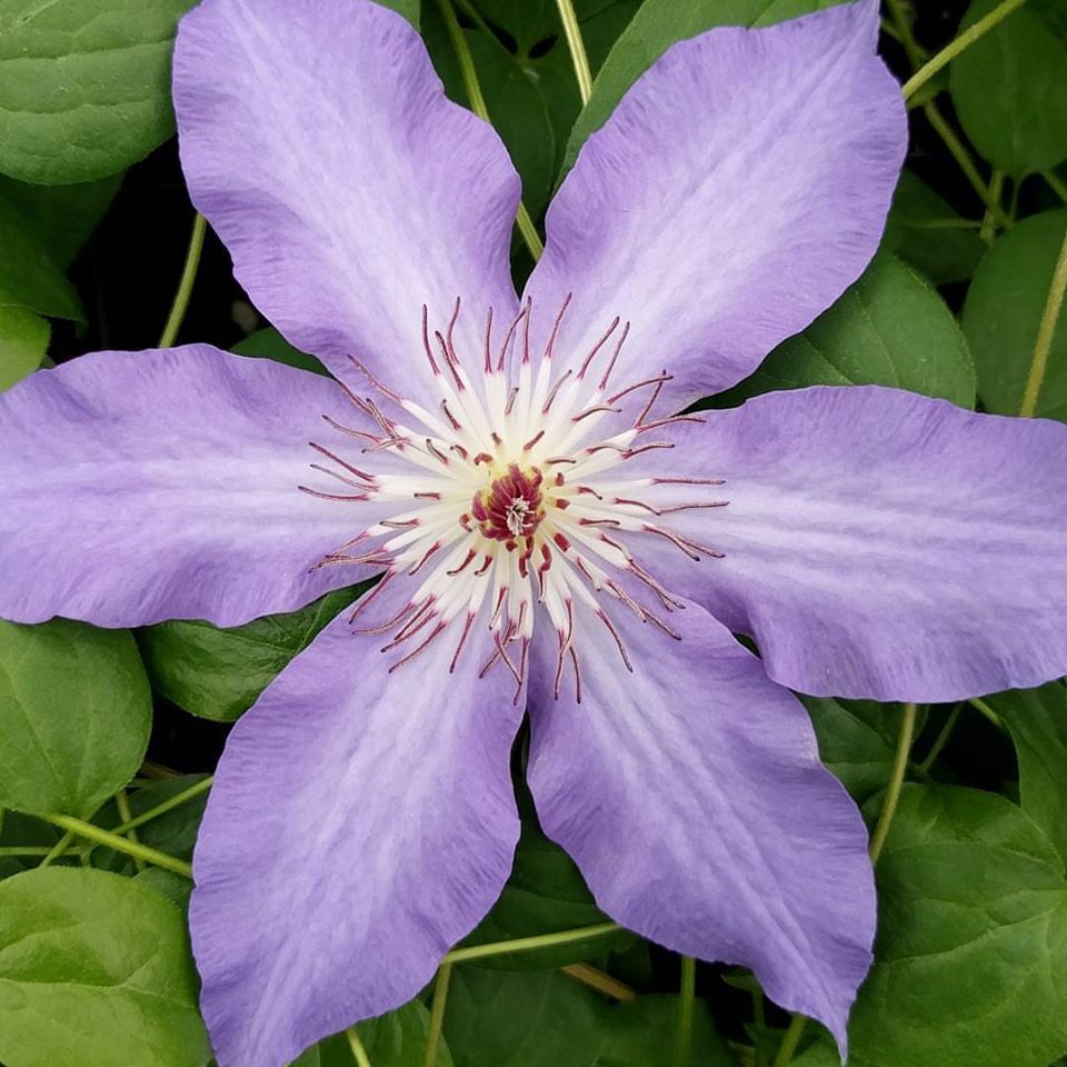 Photo of Clematis 'Laura' flower by Brushwood Nursery