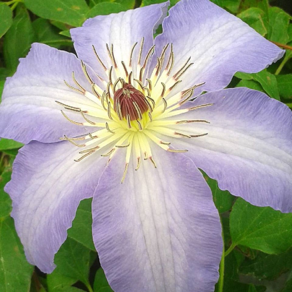 Photo of Clematis 'Laura' flower by Brushwood Nursery