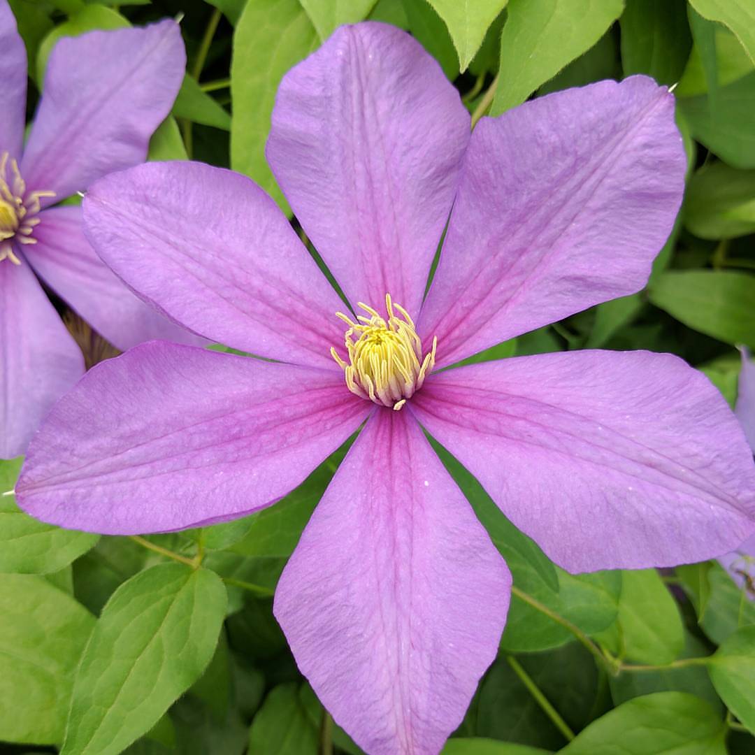 Photo of Clematis 'Twilight' flower by Brushwood Nursery