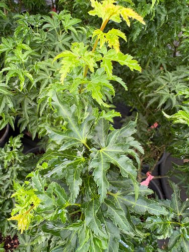 Photo of Acer palmatum 'Shishigashira' foliage by plant lust