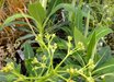 Euphorbia