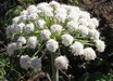Angelica