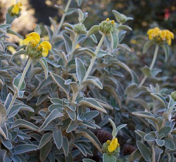 Photo of Phlomis fruticosa [compact form] flower by Native Sons