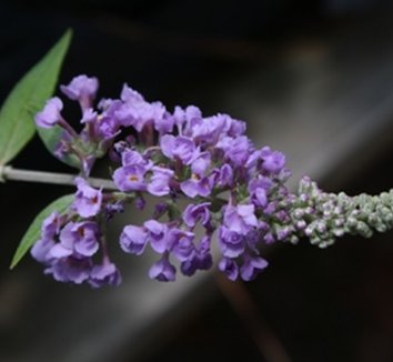 family: Scrophulariaceae from multiple nurseries on Plant Lust
