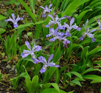 Photo of Iris cristata flower by Karl Gercens III