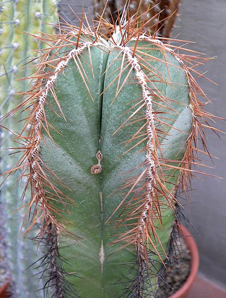 Photo of Isolatocereus dumortieri close-up, form, spiky by Stan Shebs