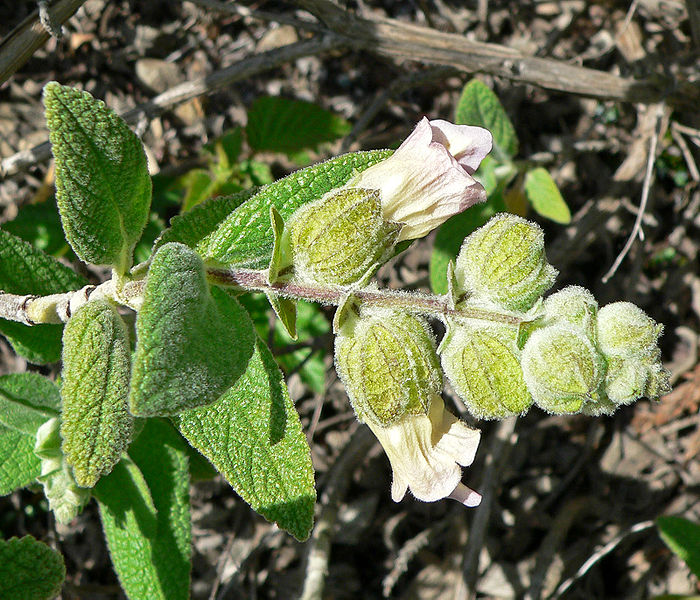 Photo of Lepechinia calycina flower, foliage, form by Stan Shebs