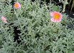 Helianthemum