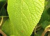 Viburnum