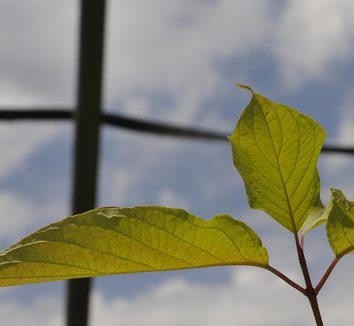 Photo of Cornus alba 'Aurea' foliage by plant lust