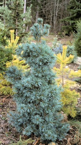 Pinus parviflora 'Ibo-can' | Ibo can Japanese White Pine