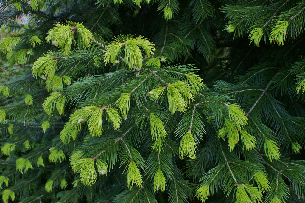 Photo of Abies pindrow foliage by Karl Gercens III