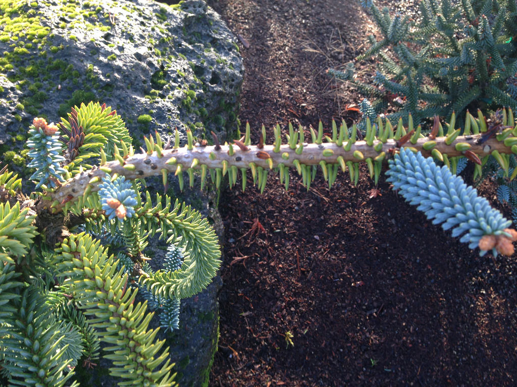 Photo of Abies numidica foliage by plant lust