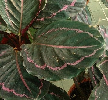 Photo of Goeppertia roseopicta foliage by Mokkie