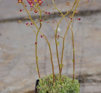 Photo of Saxifraga paniculata 'Rosea' by Far Reaches Farm