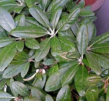 Photo of Rhododendron alutaceum var. iodes by plant lust