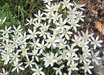 Ornithogalum