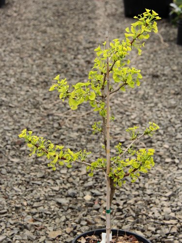 GINKGO BILOBA 金貨　純金 GINKGO BILOBA 金貨 純金｜Yahoo!フリマ（旧PayPayフリマ）