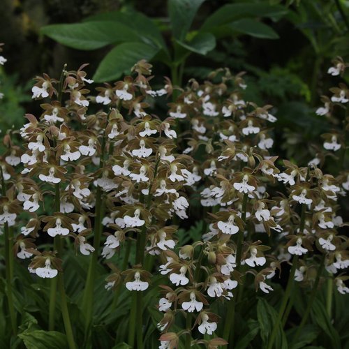 Sebright Gardens plant lust