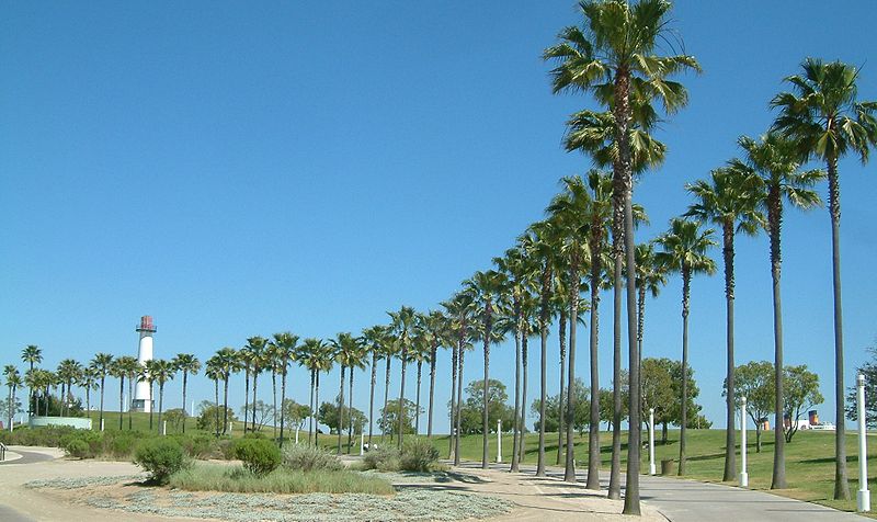 Photo of Washingtonia robusta landscape by Christophe.Finot