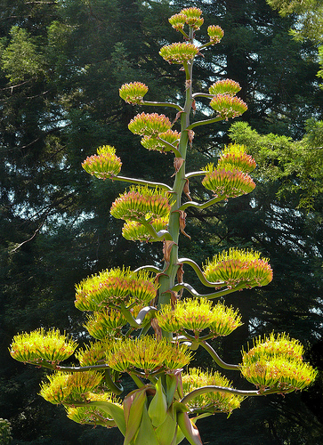 Photo of Agave gentryi 'Jaws' flower by J.G. in SF