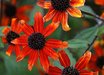 Rudbeckia