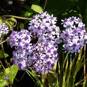 Pericallis Lanata Plant Lust