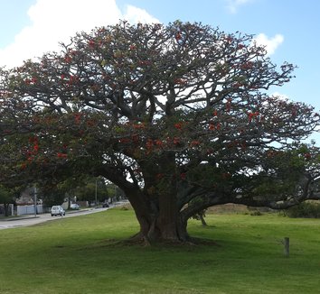 Photo of Erythrina caffra form by Andrew Higgs