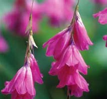 Photo of Dierama tyrium flower by Annie's Annuals & Perennials