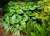 Farfugium