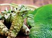 Mazuma Wasabi
