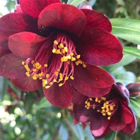 camellia　 6518e52297b336662ea869203d05f7