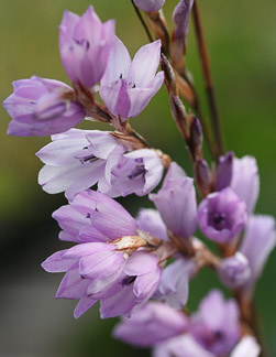 Photo of Dierama erectum flower by Annie's Annuals & Perennials