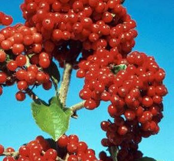 Photo of Viburnum dilatatum Cardinal Candy® fruit by Avant Gardens