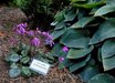 Cyclamen