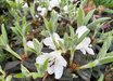 Rhododendron 'Coastal Spice'