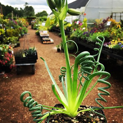 Albuca spiralis 'Frizzle Sizzle' PP22954 | Frizzle Sizzle Albuca | plant  lust