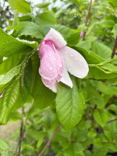 Photo of Magnolia x soulangeana 'Purpliana' flower, foliage by plant lust