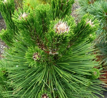 Photo of Pinus thunbergii 'Thunderhead' foliage by plant lust