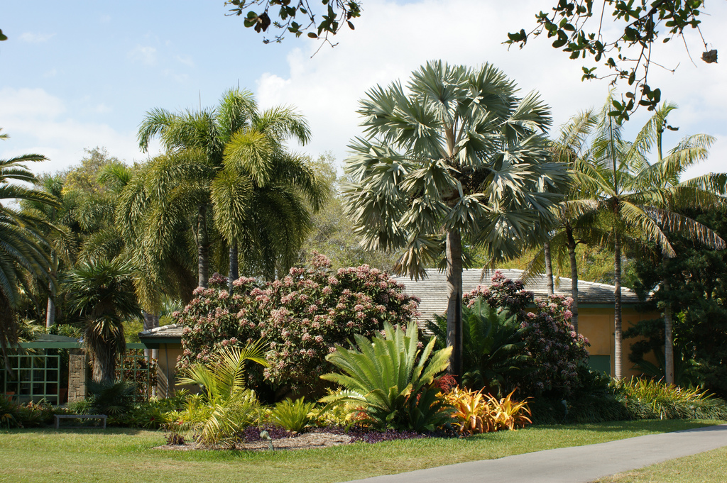 Photo of Bismarckia nobilis form, landscape by Karl Gercens III